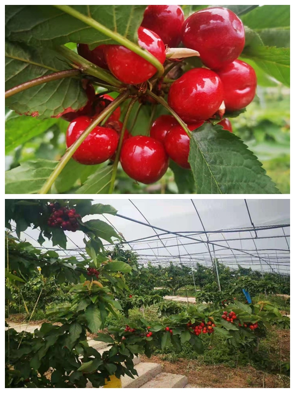 ??ó往? ?笆?カ初??い瓣地磕??腊н帝????砍ボ????